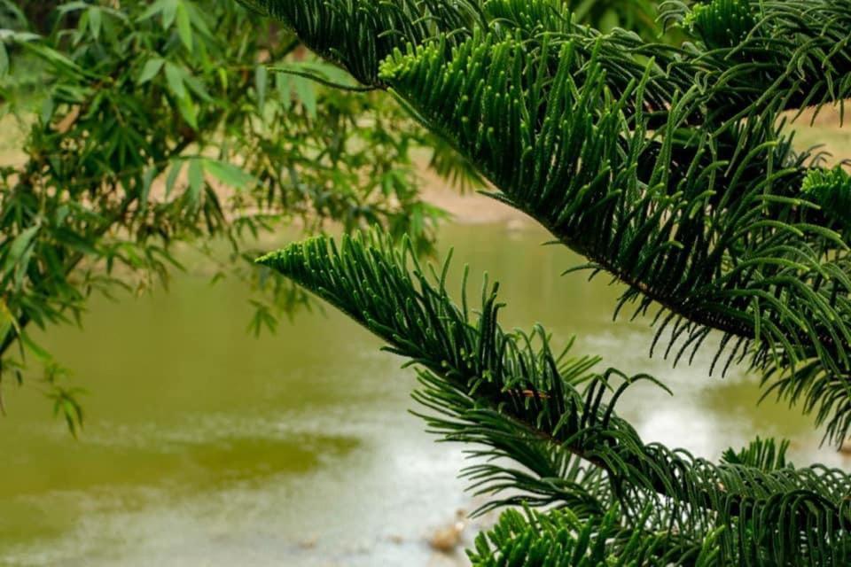 Sadhara River View Lodge Kandy Exterior foto